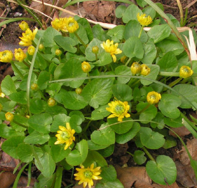 Ranunculus_ficaria_Double_008.jpg
