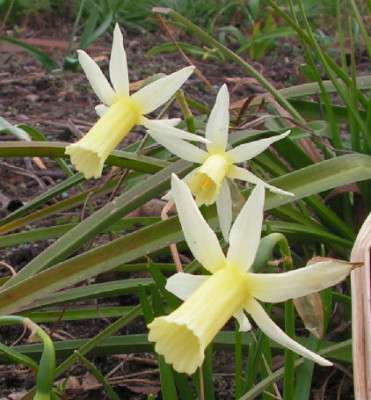 Narcissus_Snipe_012.jpg