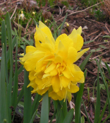 Narcissus_Double_010.jpg