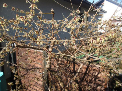 Chimonanthus praecox1.JPG