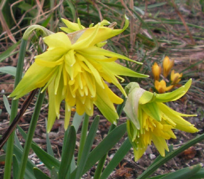 Narcissus_Rip_van_Winkle_011.jpg