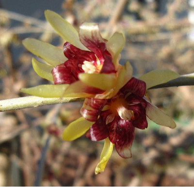 Chimonanthus praecox2.JPG