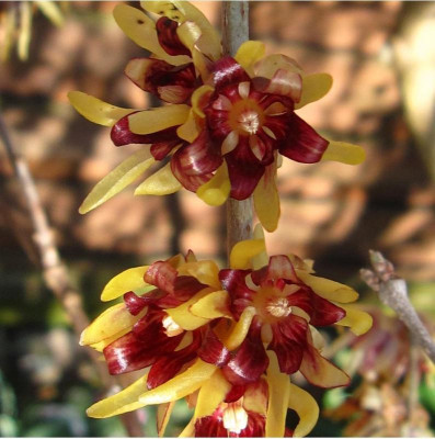 Chimonanthus praecox4.JPG