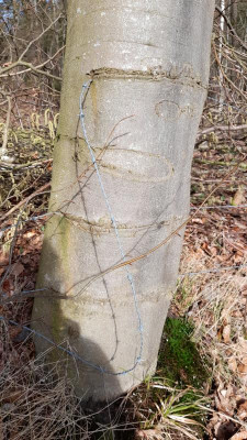 baum22.jpeg