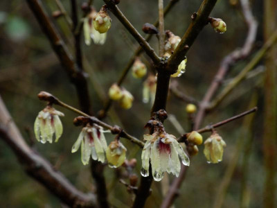 Chimonanthus praecox 2022-02-03.JPG