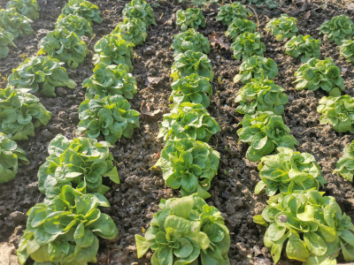Feldsalat 0gN 20220213.jpeg