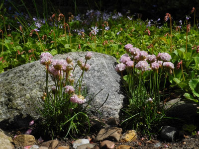 Armeria maritima 2019-05-10.jpg