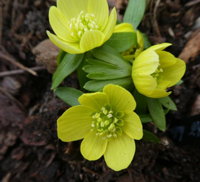 Eranthis hellgelb 220215 k.jpg