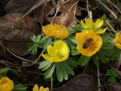 Eranthis 'Schlyter's Orange' und Normalo 220215.jpg