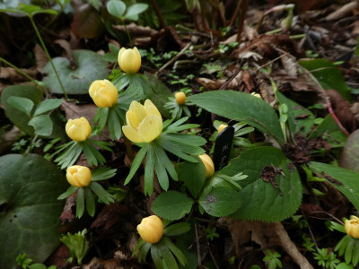 Eranthis 'Schwefelglanz' 220215.jpg