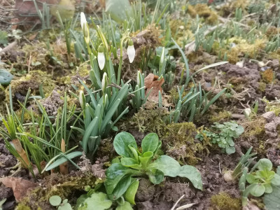 Feldsalatglückchen.jpeg