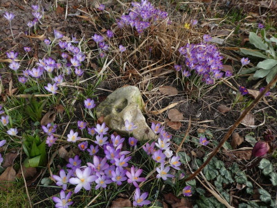 Crocus heuffelianus und anderes.jpg