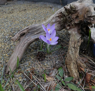 Crocus tommasinianus im Split.jpg