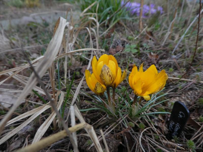 Crocus korolkowii 'Marble Tiger' 220215.JPG