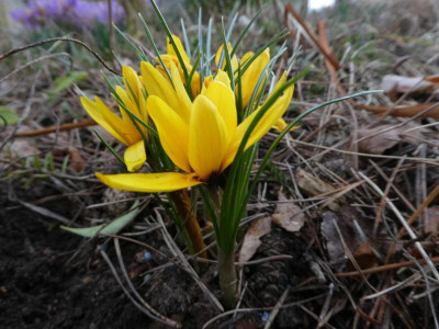 Crocus korolkowii 'Amulett' 220215.JPG