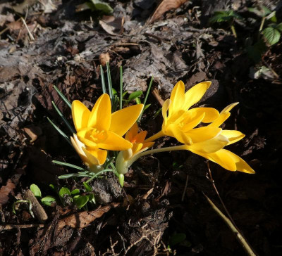 Crocus angustifolius 'Berlin Gold' 220215.jpg