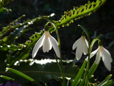 Galanthus 'Gloria' 220216k.jpg