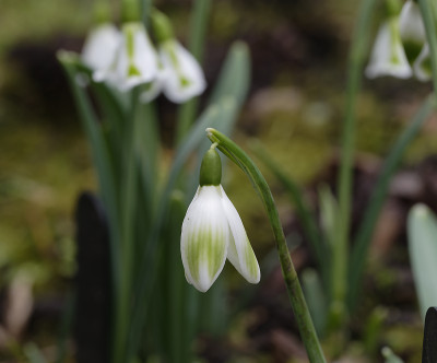 DSC_4367_DxO.jpg