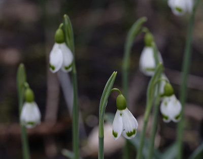 DSC_4365_DxO.jpg