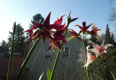 Hippeastrum cybister k.jpg