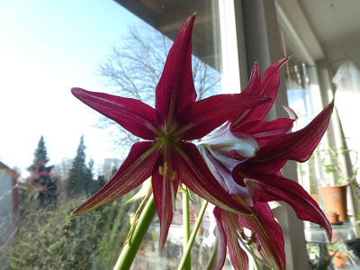 Hippeastrum 'Machala' 220215 k.jpg