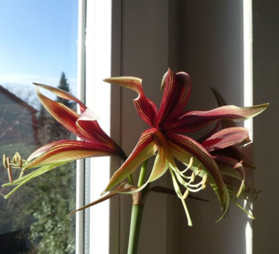 Hippeastrum 'Lima' 220215 k.jpg