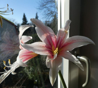 Hippeastrum 'Sweet Lilian' 220215 k.jpg