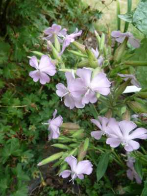 Silene_P1080930.JPG