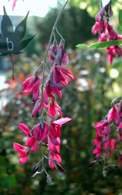 lespedeza_thunbergii_01.jpg