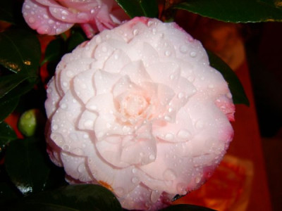 nuccios__pearl_004.jpg