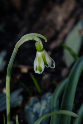 DSCF5931.JPG