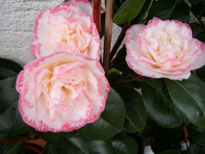 margaret_davis_neu.jpg