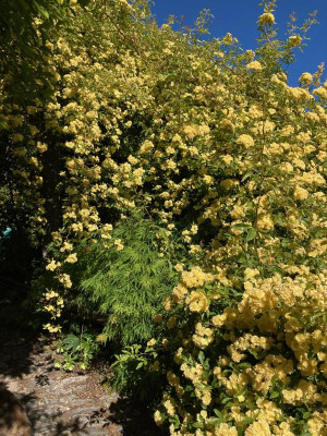 R. banksiae lutea apr21:2.jpg