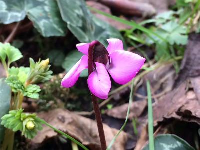 2022-02-18 Cyclamen starting to fly.jpg