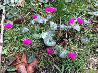 2022-02-18 Cyclamen.jpg