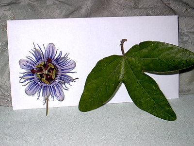 Passibl_-_blatt.JPG