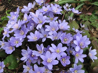 13.03.08_8970_Hepatica_nobilis_50.JPG