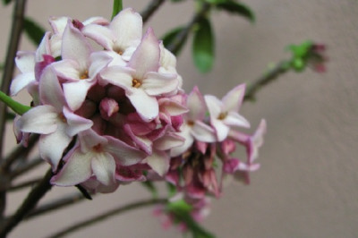 14.03.08._Daphne_odorata.jpg