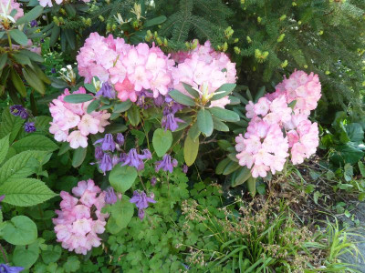 Rhododendron _P1040064.JPG
