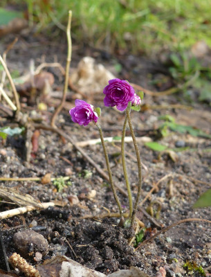 2022-02-17 Hepatica nobilis 'Rubra Plena'.jpg