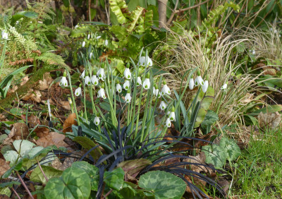 2022-02-17 Galanthus 'Trympostor' 2.jpg