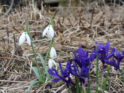 2022-02-17 Galanthus 'Sentinel'.jpg