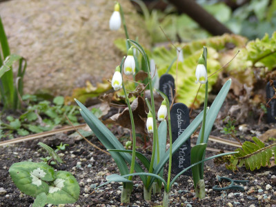 2022-02-17 Galanthus 'Midas' 1'.jpg