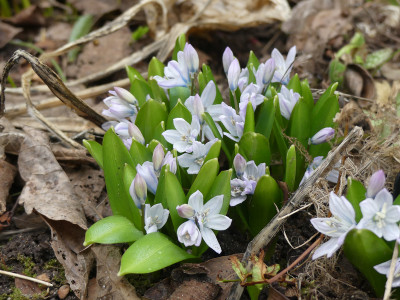 2022-02-17 Scilla miczenkoana.jpg
