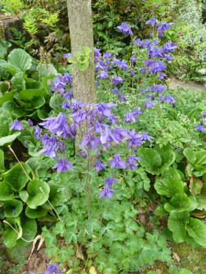 Aquilegia vulgarisP1040103.JPG