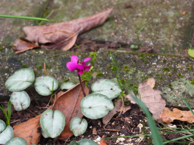 Cyclamen coum P2180121.JPG