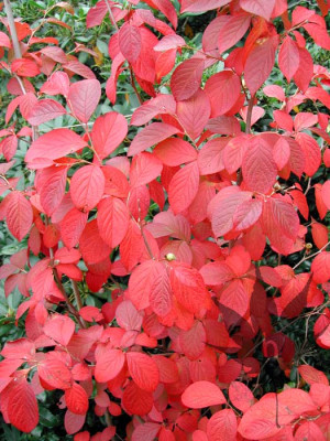 stewartia_pseudocamellia_b5.jpg