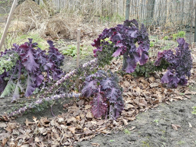 flowersprout.jpg