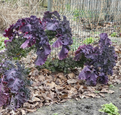 flowersprout2.jpg