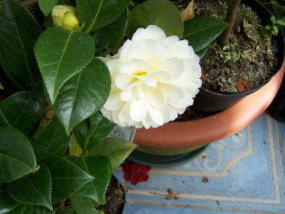 100_1048_CAMELLIA_jap._Dahlonega__640.jpg